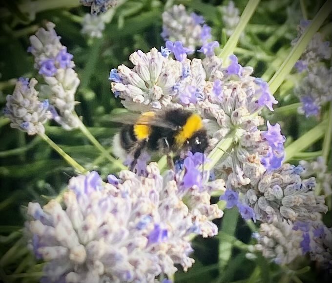 Juggling_Words's tweet photo. A moment of zen meandering along the shore & beachside flowers.
Sunshine, ocean, butterflies and bees.
Life can be wonderful. 🌞 🌊 🦋 🐝
‘One touch of nature makes the whole world kin.’ (Troilus and Cressida) 🎭
#Shakespeare #Poetry 🪶
#CardiffCoastline #ADayInTheLife 🚶 https://t.co/IFoWuAvYBD