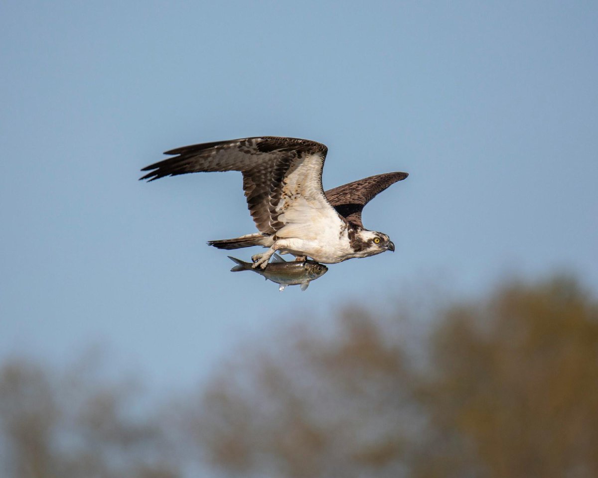 OurOcean's tweet photo. Have you ever seen a sleek brown-and-white bird hover over the ocean, fold its wings and drop into the water like a cannonball, only to surface seconds later with a fish in its grip? 😳

If so, you've probably seen an osprey! Learn all about these water-loving birds of prey:

🔗 https://t.co/jzQgRLpCbq