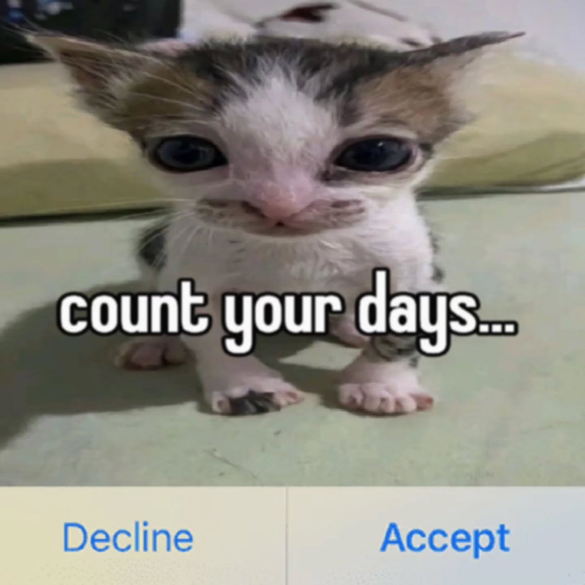 catsbeiingcats's tweet photo. https://t.co/p8NNLkpv9c