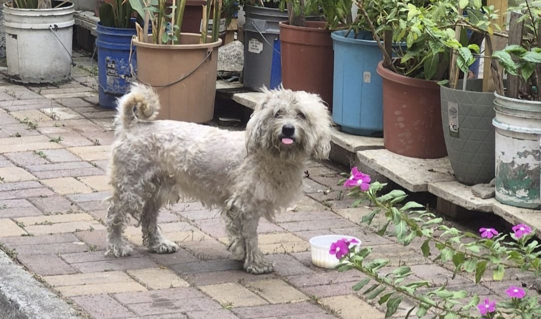 AlertaMePerdi's tweet photo. #ENCONTRADO #GUAYAQUIL
Fecha: 2026-08-02
Sector: Sur, Cdla Sopeña mz. 28, al lado del hospital Teodoro Maldonado Carbo
Sexo: Macho
Raza: French poodle
Observación: Juguetón, joven y mansito
Contacto: 0996596898
¡Ayúdalo a volver con su familia!
#AlertaMePerdí https://t.co/pqL0metyEz