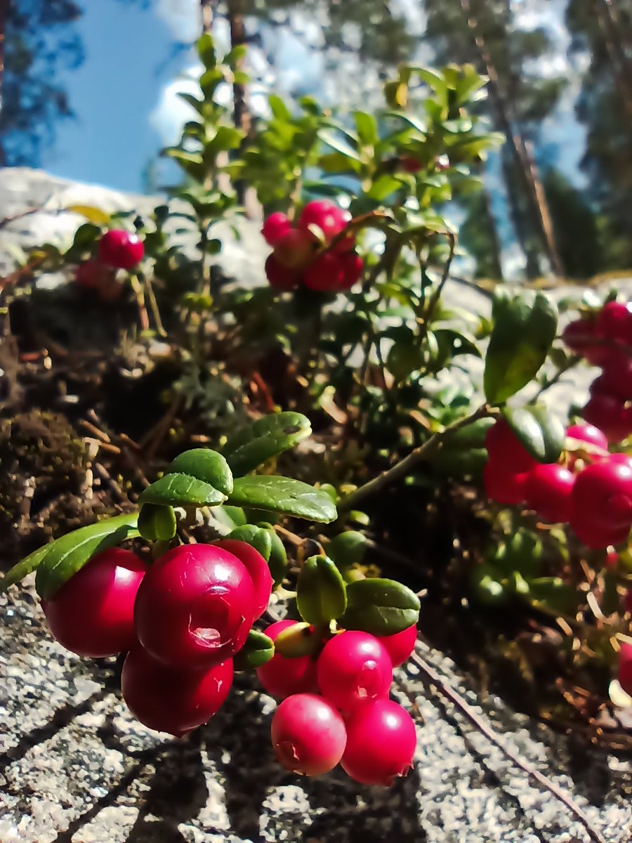 HelllLau's tweet photo. Sama paikka, eri aika. ⏳ Puolukka kukassa 31.5. ja marjaksi muuntautuneena tänään reilut 2kk myöhemmin.. 🤗 🌱 https://t.co/9xjCu2ViLQ