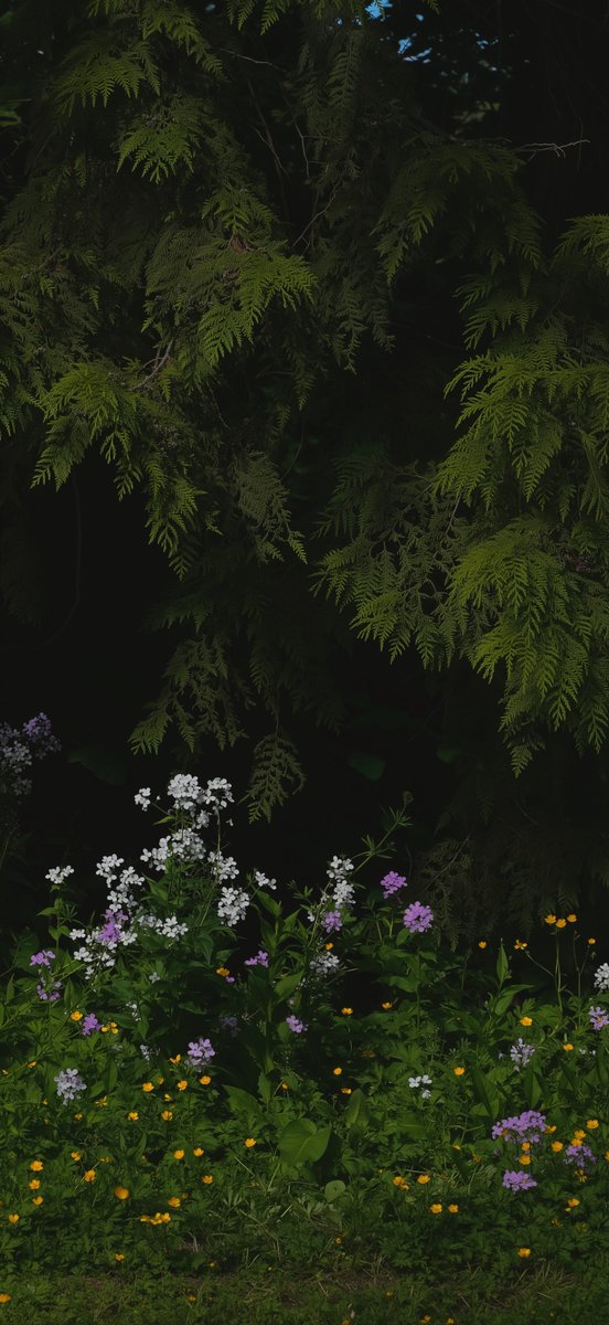 Nythis110929's tweet photo. Shadows in Bloom 🌱 https://t.co/koOS7yKRtj