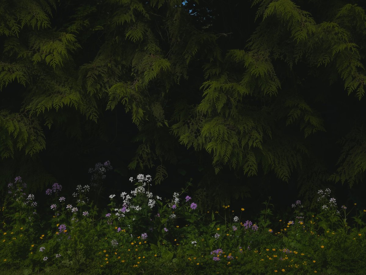 Nythis110929's tweet photo. Shadows in Bloom 🌱 https://t.co/koOS7yKRtj