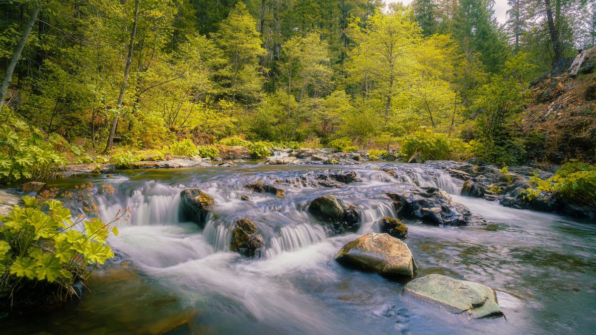 tpeakphotos's tweet photo. Soft, overcast light on Squaw Valley Creek near its confluence with Cabin Creek in Siskiyou County โ this stretch sits just upstream of the Pacific Crest Trail crossing, at the foot of Mount Shasta.
#tpeakphotos
#siskiyoucounty
#mountshasta
#pacificcresttrail https://t.co/sPgp0jd52V