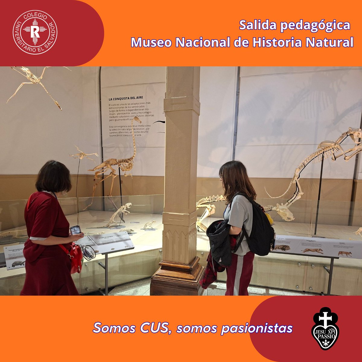 USALVADORCHILE's tweet photo. Visita al Museo Nacional de Historia Natural de I medio, actividad del módulo de Biología, Biodiversidad y Evolución. Los estudiantes mostraron un notable interés, por colecciones patrimoniales y por la labor de investigación y conservación que allí se realiza. https://t.co/MZREz3aScN