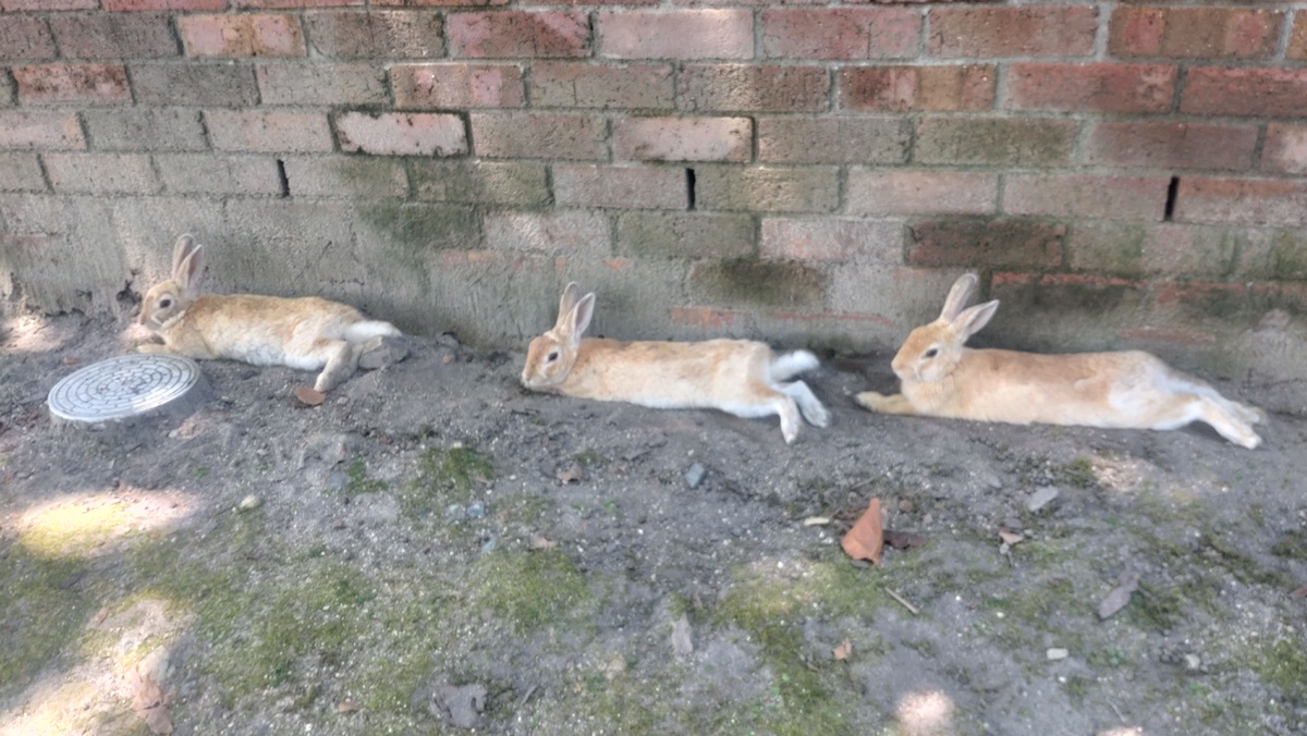 kakimiya_nazo's tweet photo. うさぎ島で見た縦列駐車🐰 https://t.co/auuEcJqKF8