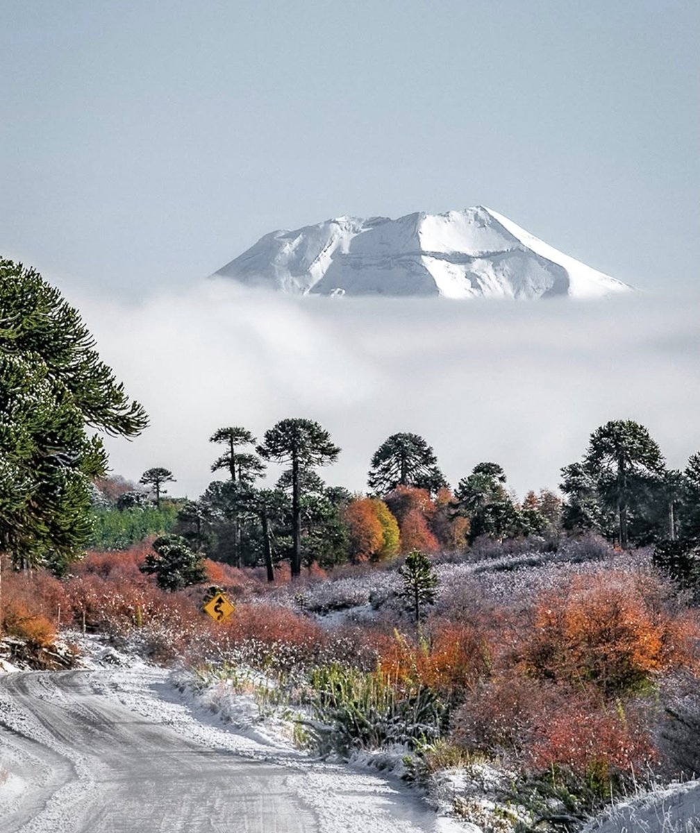 cleporati's tweet photo. ¡Buenos días!
Una hermosa vista del volcán Lonquimay* desde una de las tantas rutas de la #Araucanía andina con las centenarias araucarias ❤️ siempre presentes.

Les deseo un #FelizMartes 🙂 

* en mapudungún significa bosque tupido.
📷 @carlastagnor https://t.co/m47Kt0GKvu