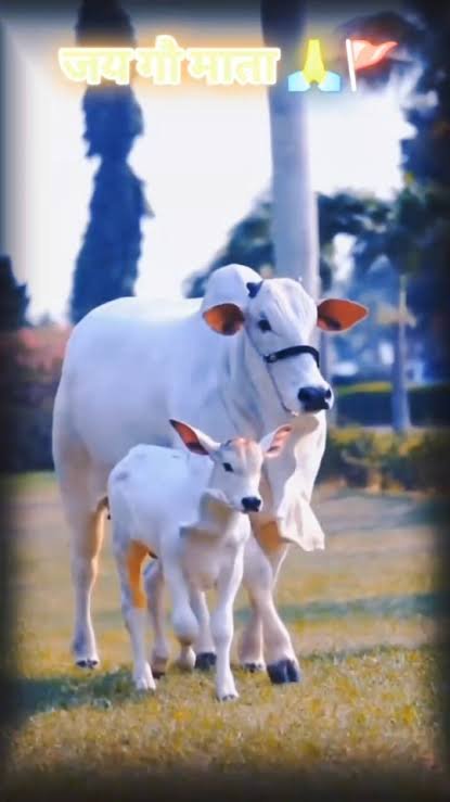 DharamSmit's tweet photo. माननीय @PMOIndia  

गौमाता भारत की आत्मा है, इनकी सुरक्षा राष्ट्र रक्षा है 
गौमाता राष्ट्रमाता
SKC123
#गौ_सम्मान_आह्वान 
#GauSamman #GauMata
#GauSamman https://t.co/EamGESzlYm