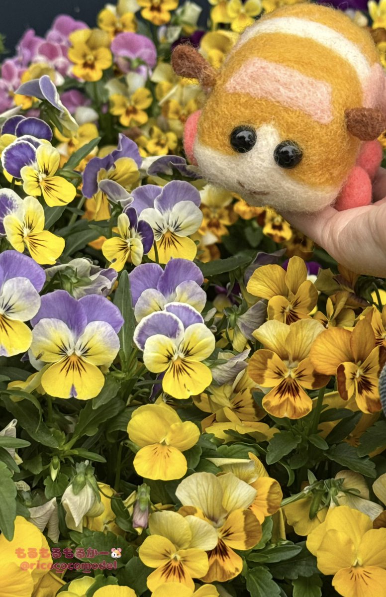 rico_coco_model's tweet photo. 🐹モルカー×お出かけ🌼
以前お出かけした際に見つけたキレイな
お花💐

「カラフルでステキなお花プイね🌸🌈」

ポテトちゃんも大喜び❤️✨
次のお出かけの時は、
どんなお花が見られるかな💐✨

#モルカー
#モルカーファンアート https://t.co/HXV0peKkPY