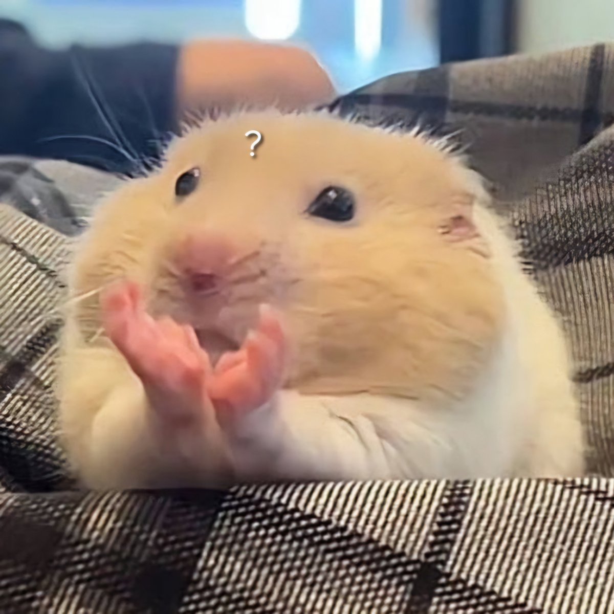 Heemsterwm1015's tweet photo. 👐🐹❔️
#EVAN #에반 https://t.co/IxTb3PRGxv