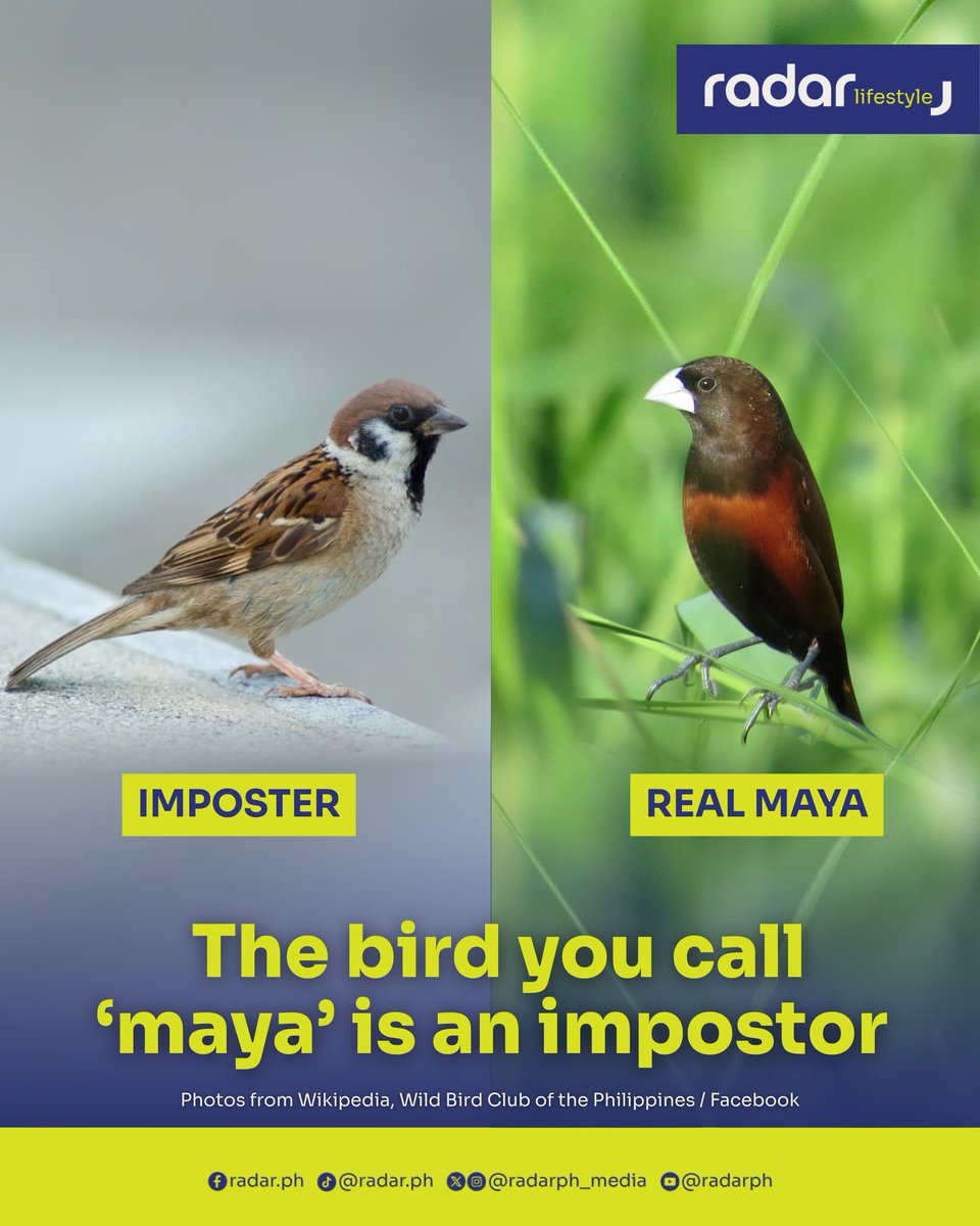 radarph_media's tweet photo. Every morning, they’re everywhere. Tiny brown birds hop across sidewalks, peck at leftover rice outside eateries, and perch on electric wires as if they own the neighborhood. Ask almost any Filipino what they are, and the answer comes instantly: “maya.”

But here’s a surprising truth: the bird most Filipinos proudly call a maya isn’t actually one.

The familiar city bird is the Eurasian Tree Sparrow, an invasive species that arrived in the Philippines centuries ago. It became so successful that it didn’t just conquer our towns and cities—it stole the identity of the country’s real native mayas.

It’s one of the biggest cases of mistaken identity in Philippine wildlife.

THE STOWAWAY THAT STAYED

The Eurasian Tree Sparrow is native to Europe and much of Asia, not the Philippines.

Historians and ornithologists believe it first reached the country during the Spanish colonial period by hitching rides aboard trading ships. Drawn to grain stored in cargo holds, the birds nested on the vessels and simply flew off once they reached ports like Manila.

Over time, more sparrows arrived through different maritime trade routes. Northern populations likely came from Japan, while those in Cebu and Mindanao probably originated from Indo-Malay populations.

What began as an accidental introduction eventually turned into one of the country’s most successful biological invasions.

THE PERFECT PLACE TO THRIVE

The Philippines turned out to be the perfect home for the newcomers.

Rice fields offered an endless supply of food, while towns and cities provided rooftops, church ceilings, bridges, and electrical posts for nesting. Unlike in many other countries, they faced very little competition from other urban birds.

The result was a population boom.

Today, the Eurasian Tree Sparrow is among the most common birds in the Philippines, especially in cities.

HOW IT STOLE THE NAME “MAYA”

Long before the sparrow arrived, the Philippines already had its own native mayas.

Among them were the Mayang Pula and the Mayang Paking, both members of the munia family and naturally found in the country’s grasslands and rice fields.

The Mayang Pula was even the Philippines’ national bird before the Philippine Eagle assumed the title in 1995.

As the imported sparrow spread through towns and cities, however, generations of Filipinos began calling every small brown bird “maya.” Eventually, the foreign bird inherited not just the name, but also the affection, nostalgia, and cultural significance originally associated with the native species.

The impostor became the face of the Philippine maya.

SPOTTING THE IMPOSTOR

The differences become obvious once you know what to look for.

The Eurasian Tree Sparrow has a gray crown, white cheeks marked by a distinctive black spot, a black bib, and a patterned brown back.

The real Mayang Pula looks completely different. It has a rich chestnut-brown body topped by a glossy black head, with none of the sparrow’s white cheeks or black cheek spots.

The Mayang Paking is equally distinctive, with its beautifully scaled breast and belly that resemble tiny fish scales.

Despite their similar size, the native mayas and the Eurasian Tree Sparrow belong to entirely different groups of birds.

THE REAL MAYAS NEVER LEFT

The good news is that the real mayas are still here.

They’re simply living where they have always belonged—in rice fields, wetlands, and open grasslands rather than busy city streets.

Meanwhile, the Eurasian Tree Sparrow continues to dominate urban landscapes, making it easy for many Filipinos to grow up without ever seeing the native birds that gave the country its beloved “maya.”

The little brown bird outside your window is an extraordinary survivor and one of the world’s most successful invasive species. But it isn’t the original Philippine maya.

That title still belongs to the country’s native munias—the real mayas that quietly lost their identity to an immigrant that arrived centuries ago and never left.

(✍️: Top Dagohoy)

#radarPHLifestyle #radarPH