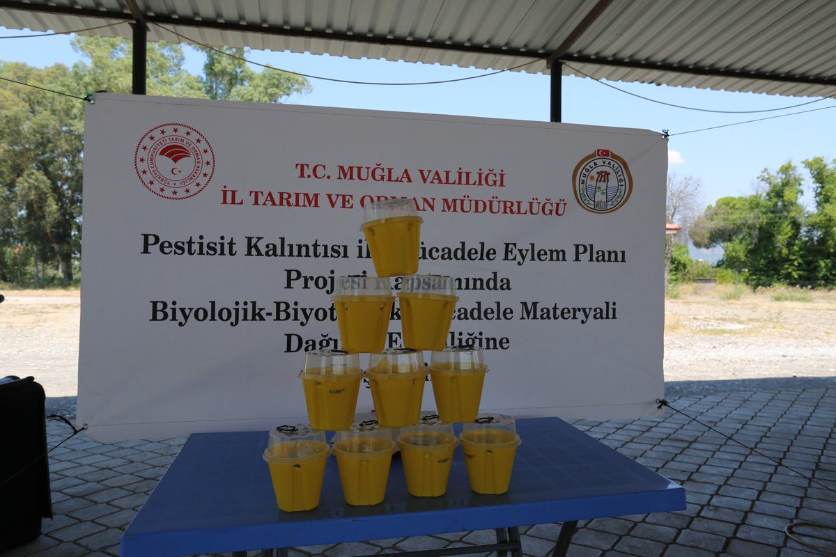 muglatarim's tweet photo. Bakanlığımız tarafından tahsis edilen bütçe kapsamında, 2026 Yılı Bitki Sağlığı Uygulamaları ve Kontrolü Programı çerçevesinde 8.000 adet Akdeniz Meyve Sineği Biyoteknik Mücadele Tuzağı üreticilerimize dağıtıldı.

@TCTarim @tcmuglavaliligi @GidaveKontrolGM @Bugemtr https://t.co/YqnWGxSDFa