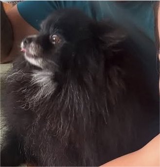 alinelgporto's tweet photo. O cachorro constrangido, gente.

Luísa Meeeeeel https://t.co/gfeHcwVsZ4