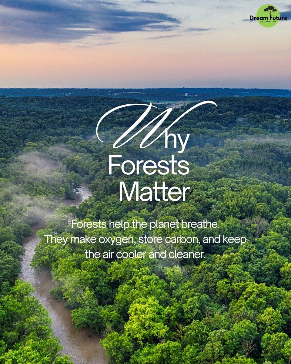 DreamFuture24's tweet photo. Forests clean our air.
Protect our water.
Support wildlife.
Fight climate change.
Protecting forests means protecting our future. 🌿💚
#DreamFutureNGO #SaveForests #ClimateAction #NatureConservation https://t.co/fW3Eaj3mgz