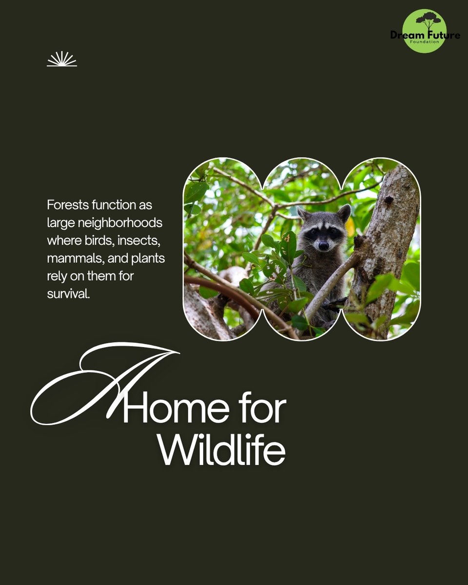 DreamFuture24's tweet photo. Forests clean our air.
Protect our water.
Support wildlife.
Fight climate change.
Protecting forests means protecting our future. 🌿💚
#DreamFutureNGO #SaveForests #ClimateAction #NatureConservation https://t.co/fW3Eaj3mgz