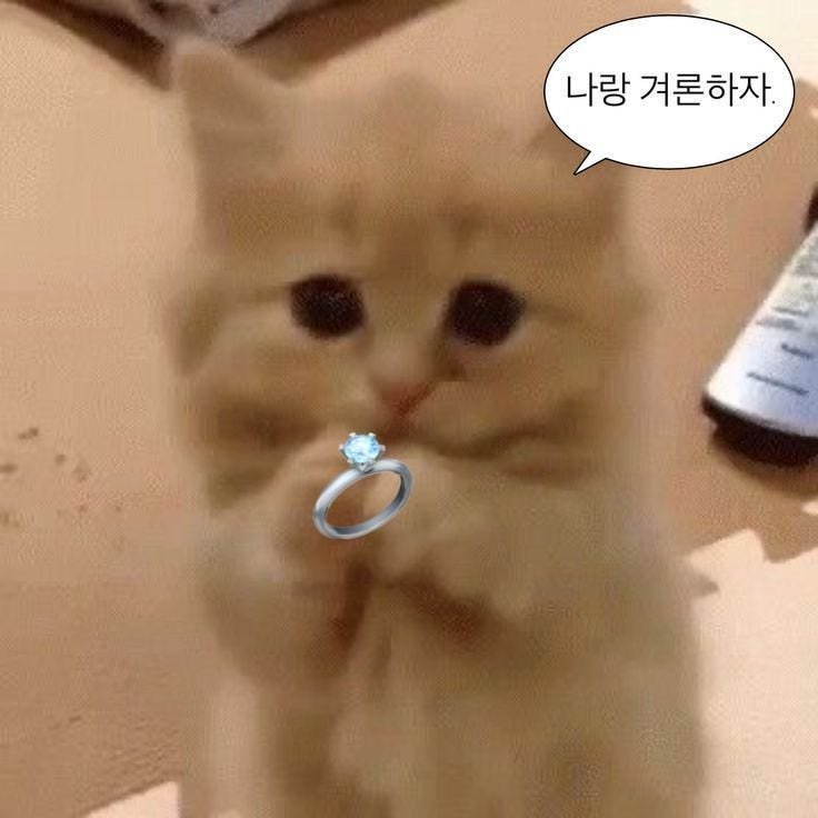 kamga_12's tweet photo. ( ≧∀≦)ノ ( v^-゜)♪((o(^∇^)o))
도태한남을 탐라에 넣어보세요!!
주인장 감쟈는 안읽씹 읽씹 전화에
매유 민감함으로 주의 부탁하긔..
에겐남이라 말투땜에 여자라 오해받는데
남자에요...
#트친소_𝕏친소  #트친소 #재게시해조라트친들아 https://t.co/W3rG2p0aWw