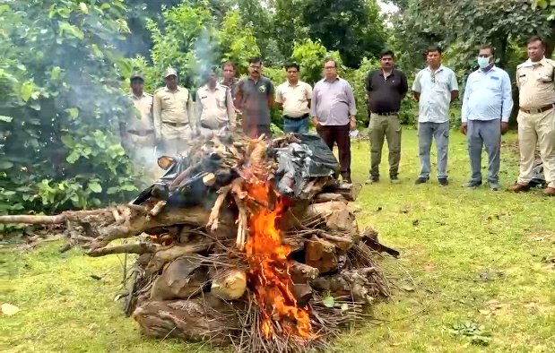 gristvikash's tweet photo. A 4-5 year old tiger was found dead in the Manpur Buffer of @BandhavgarhTig2. Post-mortem is done &amp; viscera samples have been sent for analysis. Why do tiger deaths keep happening in Bandhavgarh?Investigation is important, but so is accountability.
@minforestmp @ntca_india https://t.co/Gbd3dLPcye