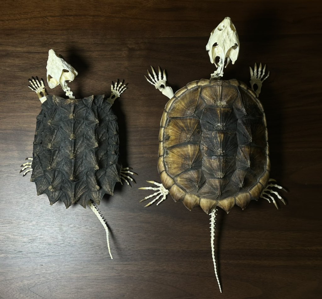 Foxleon423's tweet photo. ワニガメとカミツキガメの全身骨格標本 https://t.co/Wr3IiUVW1w