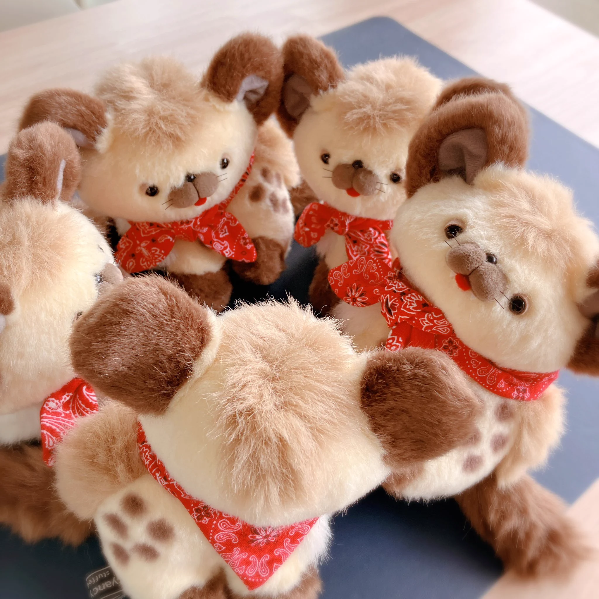 kyancy house キャンシーハウス (@kyancyhouse) / X