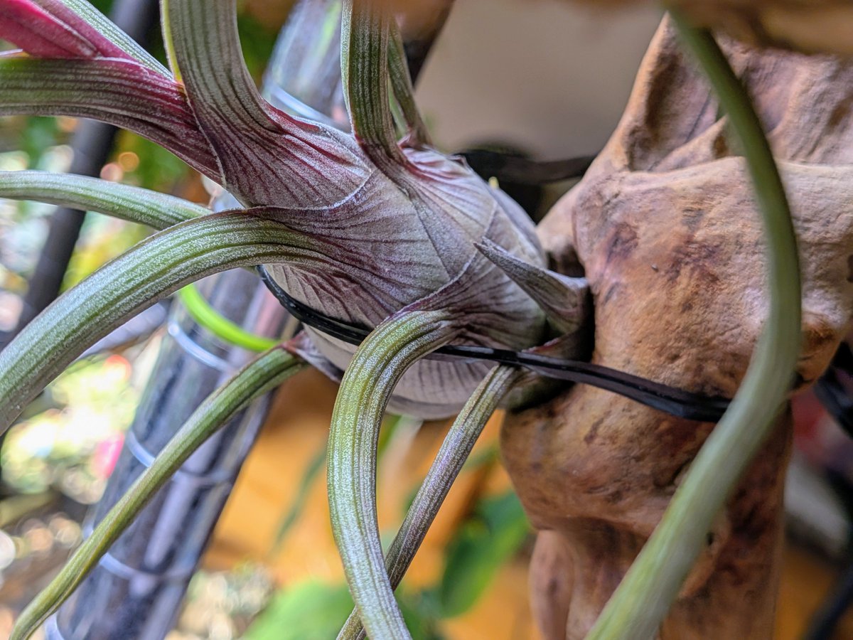 tdrg65's tweet photo. チランジア プセウドベイレイ (Tillandsia pseudobaileyi)

これは結実してますか？
さらに子株もでてきてる。 https://t.co/iCpwQq3ueI