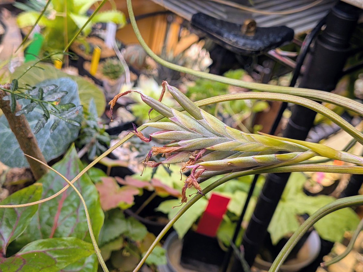 tdrg65's tweet photo. チランジア プセウドベイレイ (Tillandsia pseudobaileyi)

これは結実してますか？
さらに子株もでてきてる。 https://t.co/iCpwQq3ueI