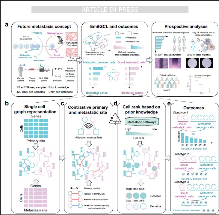OhioStatePIIO's tweet photo. 🎉 Congratulations to #PIIO members on their new publication in @NatureComms! 👏
 
🧬 #Cancer is often most treatable before it spreads, yet identifying patients at risk remains a major challenge. This study introduces EmitGCL, an #AI-powered framework that combines multiple types of biological data to help identify patients at higher risk of metastasis and advance #precision_cancer_care.
 
👏 Congratulations to Xiaoying Wang, @Zihai Li, @DCarboneMD, @GangXin1, Lang Li, Kai He, @JordanKrull, and @QinMaBMBL  on this outstanding achievement!
 
📖 Read more: https://t.co/55wwSdTnTe
