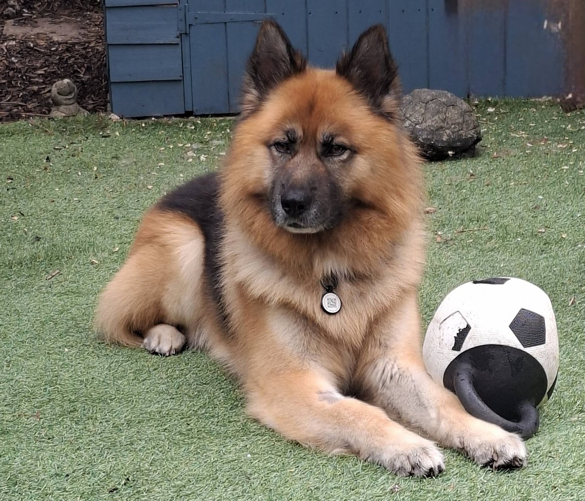 gsrescueelite's tweet photo. Alfie is 6yrs old and he is a polite and friendly boy who has loved everyone he has met. Alfie can live with older kids and walks well with other #dogs but would like to be the only pet in the home 
#germanshepherd #Notts 
https://t.co/rs6vZNeTss https://t.co/oZNdGh4SQi
