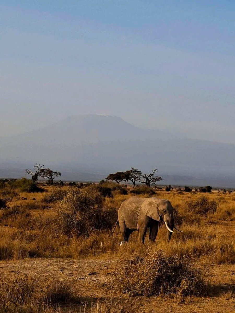 Kyle_Kyrie2's tweet photo. Amboseli National Park ♥️Just breathtaking, the vastness and beauty of @Amboselinp is truly a wonder of nature. One of the beautiful parks in Kenya 🇰🇪 

Origin of wonders #magicalKenya @rebecca_miano https://t.co/Puxti6fRta