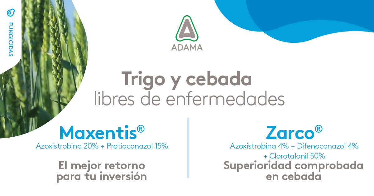 AdamaArgentina's tweet photo. Una estrategia sanitaria eficiente hace la diferencia🌾
Con Maxentis y Zarco, protegés el cultivo frente a las principales enfermedades y cuidás su potencial de rendimiento.
Porque cada aplicación cuenta. Cada hectárea también. https://t.co/ODRU86RJYY