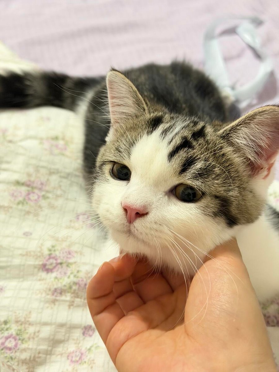cutestscats's tweet photo. chin scratches hitting the absolute spot 😸✨ https://t.co/LE0nY1qy7p