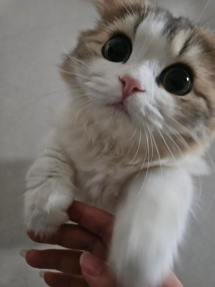 cutestscats's tweet photo. Big eyes and soft face 😻👀 https://t.co/h1jvydgD09