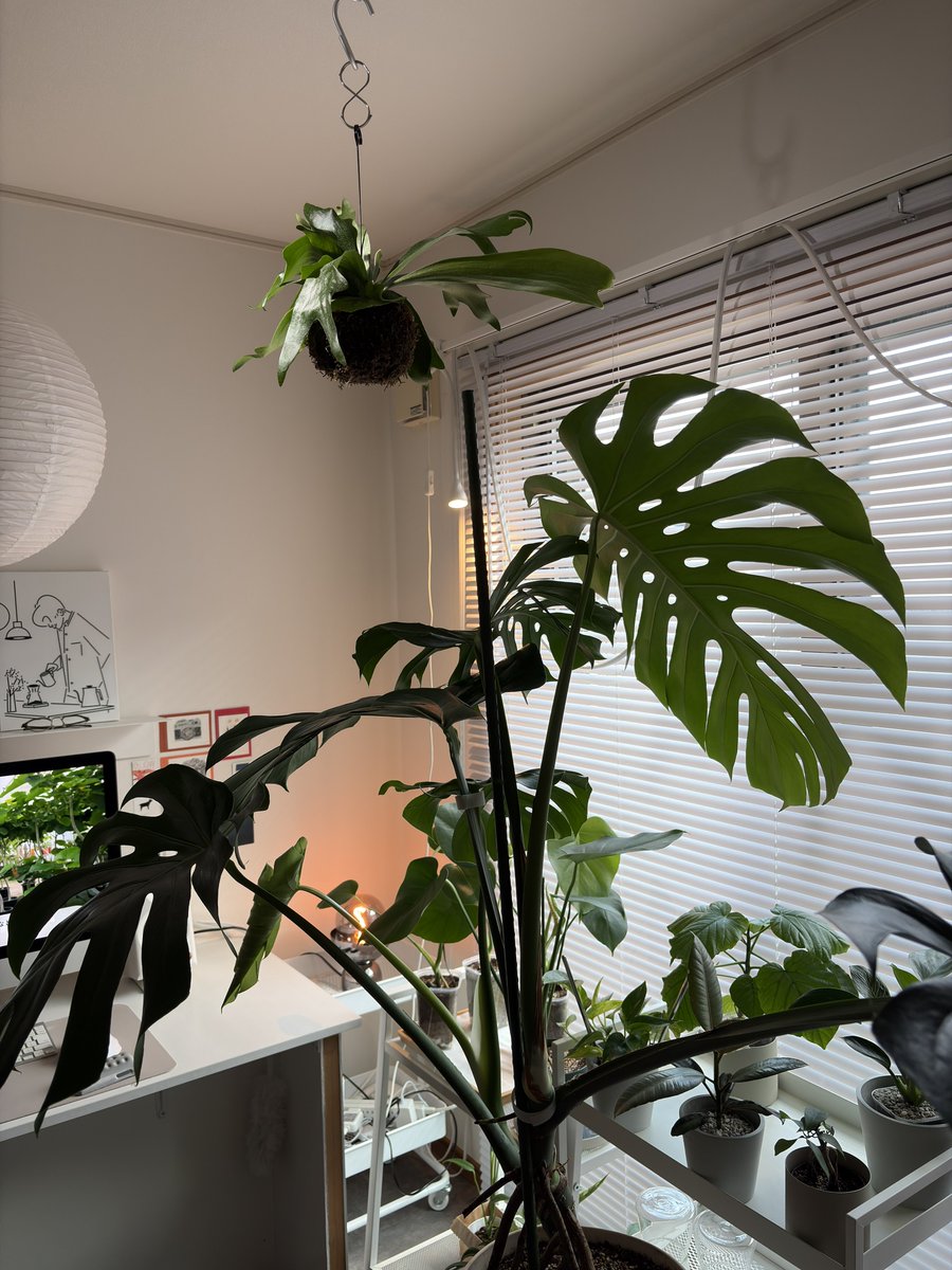 nichijo_83's tweet photo. 我が家の植物事情。 https://t.co/TAX9wVWiib