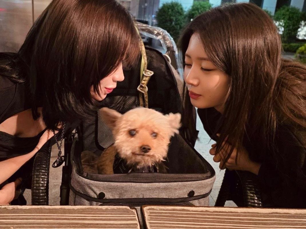 enamif's tweet photo. [ w𖹭𖹭f w𖹭𖹭f..! ]  🐩🪵
a day well spent with my favorite girl and my favorite little fluffball. Rora brought the vibes, Happy brought the zoomies. https://t.co/PlX7yQ8iY7