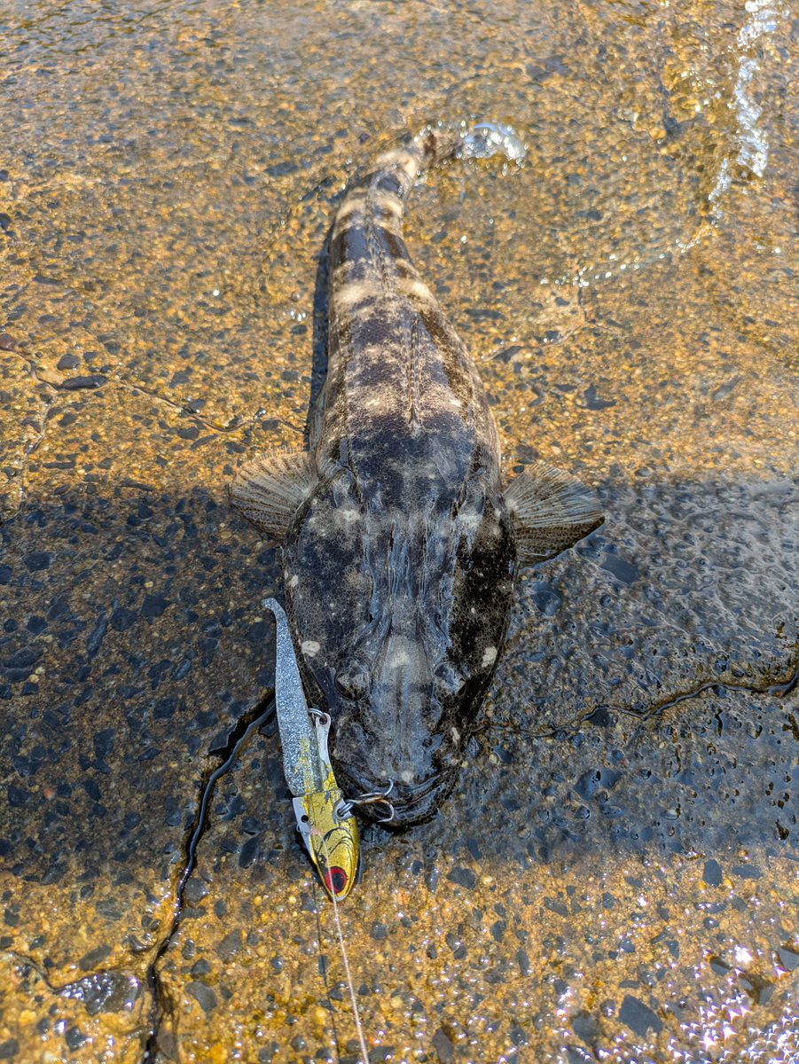 ter_bou777's tweet photo. 日中、暑すぎでマゴチ一匹釣ってギブアップ🫠
早く涼しくなってくれないかな？ https://t.co/nESbZ8H2UV