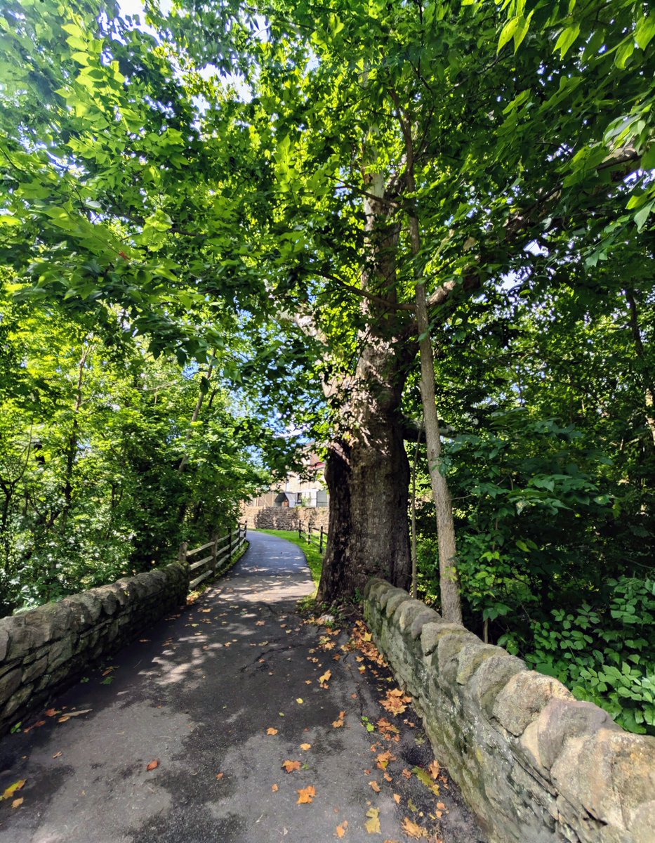 PrayerfulMantis's tweet photo. Your chances for success depend greatly on choosing the correct path. Choose wisely.
#TrailTuesday https://t.co/Oic2OGV6TI