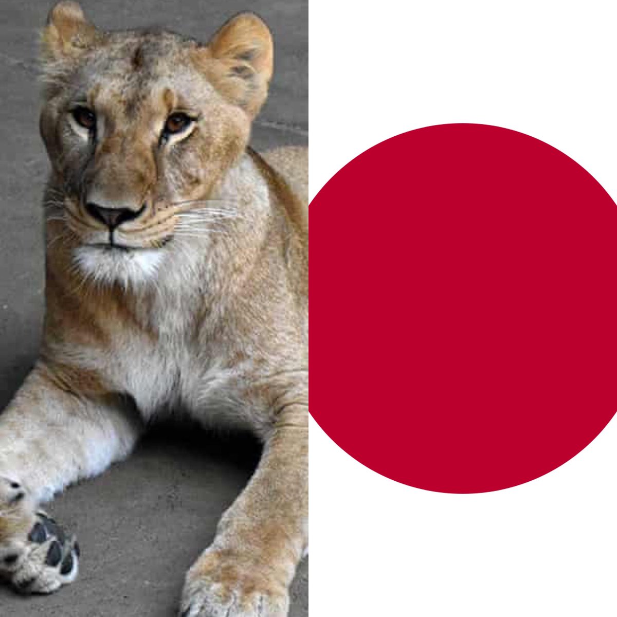 CerebrosG's tweet photo. De último momento: Tres leones en un zoológico de Tokio han fallecido un por presunto golpe de calor. Aunque las autopsias determinarán una causa oficial del fallecimiento, los leones mostraron todos los signos de deshidratación e insuficiencia multiorgánica, lo que sugiere que el calor fue un factor.