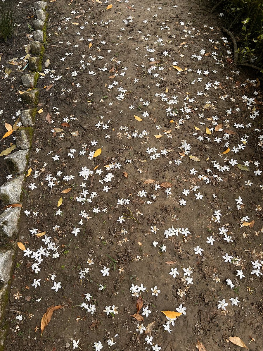 seraphicxc's tweet photo. The art of noticing 🌼 https://t.co/Sexq2RVPxS