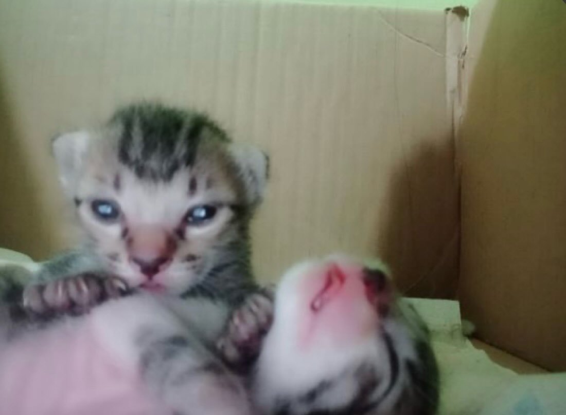 Catsillyness's tweet photo. "Please help us 🥺 she... she ate without YouTube" https://t.co/mk9hGi0vG3