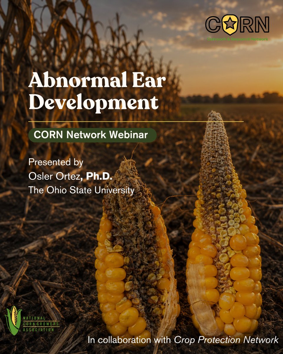 corn_network's tweet photo. Multi ears. Barbell ears. Short husks.

Learn what causes these abnormal ear symptoms and how they can affect corn yield and profitability in this webinar with Dr. Osler Ortez.

Watch the full webinar: 👉 https://t.co/VSGUNSdnD3 https://t.co/1VMzrhU59r