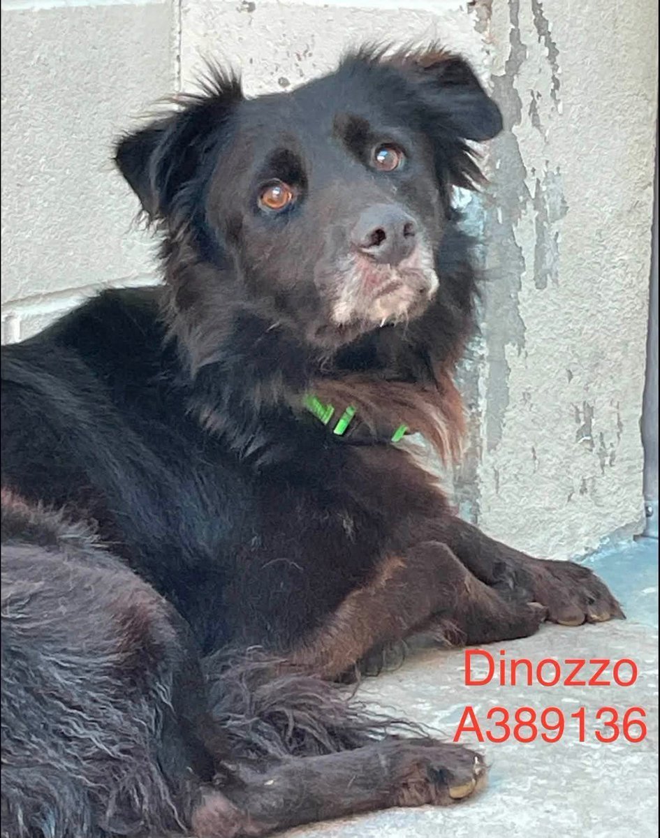 LisaBrabson's tweet photo. DINOZZO #A389136 5yo
This sweet baby has done NOTHING WRONG!
He is just so very scared,needs time to learn to trust again 
All he has known is cruelty &amp; pain 😢 
#CorpusChristiACS wants to kill this darling Border Collie
WE R GOING TO SAVE HIS WEE LIFE!
Plz #PLEDGE4RESCUE ⌛️ https://t.co/O56zlqkhxP