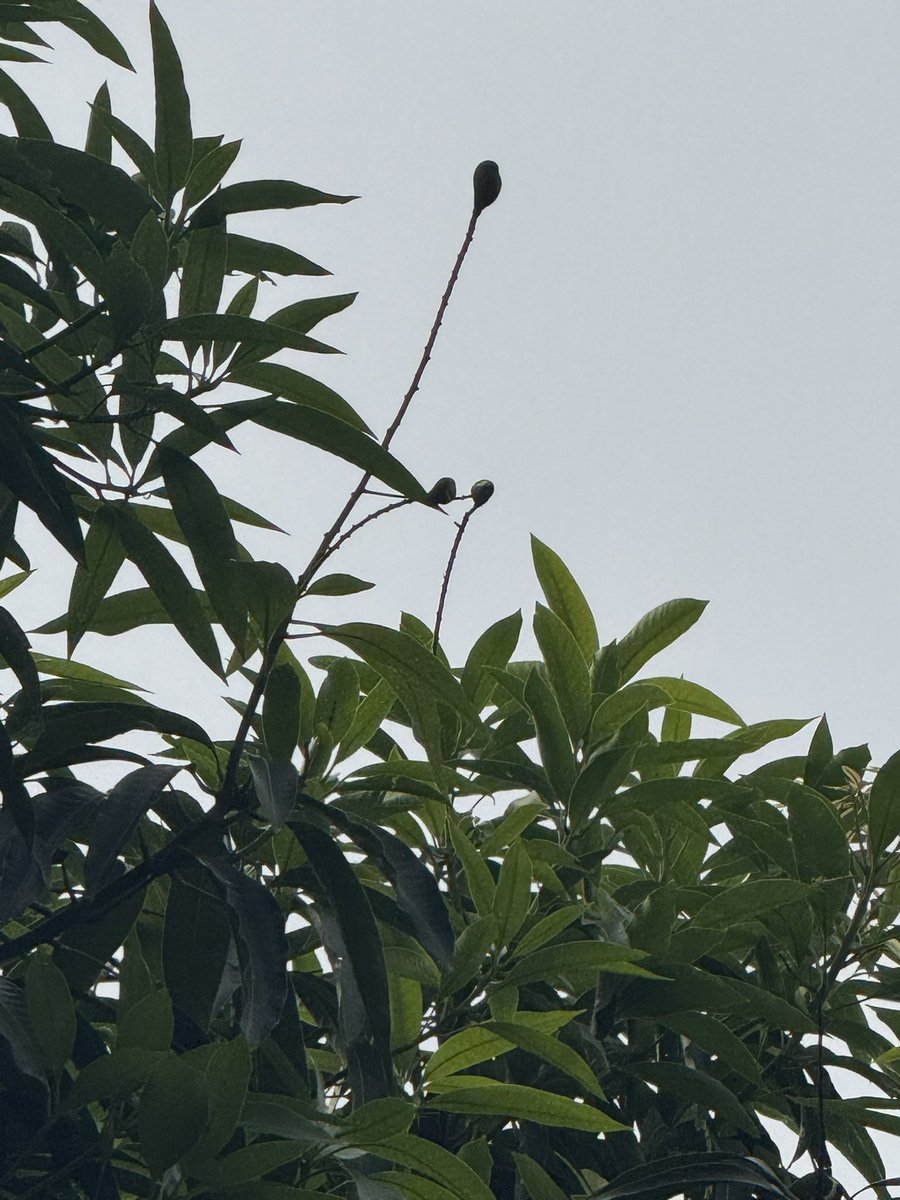 Uttam77I's tweet photo. “मौसम का काम है बदलना, और हमारी मल्लिका का काम है सबको चौंकाना!”
😎🥭
जुलाई में जब नया मंजर आते देखा तो हैरान था, और अब अगस्त में हमारे बगीचे की मल्लिका आम ने बेमौसम फल देकर महफिल लूट ली है! कुदरत का अनोखा चमत्कार।
❄️✨

#NatureWonder #MallikaMango #MangoLover #GardeningLife https://t.co/KDfxpsxN8B