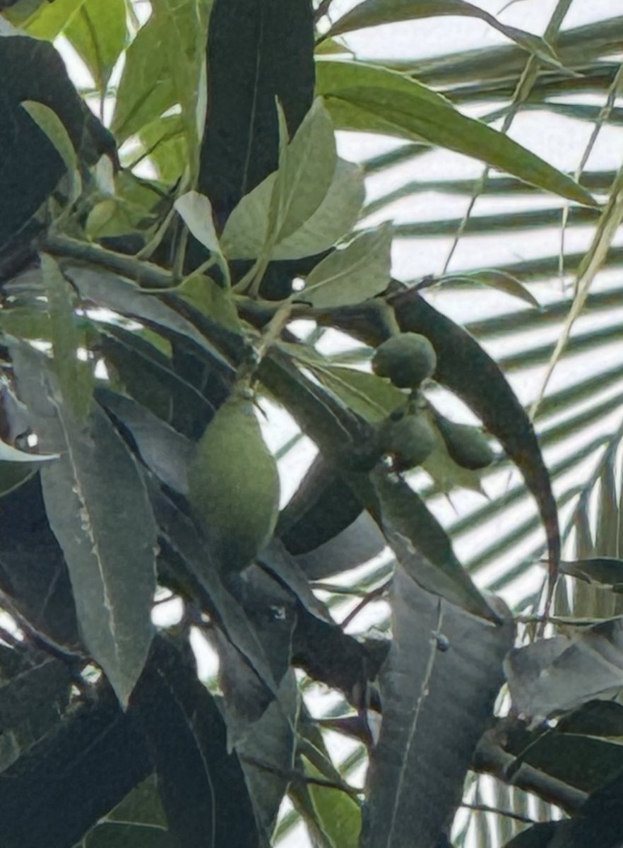 Uttam77I's tweet photo. “मौसम का काम है बदलना, और हमारी मल्लिका का काम है सबको चौंकाना!”
😎🥭
जुलाई में जब नया मंजर आते देखा तो हैरान था, और अब अगस्त में हमारे बगीचे की मल्लिका आम ने बेमौसम फल देकर महफिल लूट ली है! कुदरत का अनोखा चमत्कार।
❄️✨

#NatureWonder #MallikaMango #MangoLover #GardeningLife https://t.co/KDfxpsxN8B