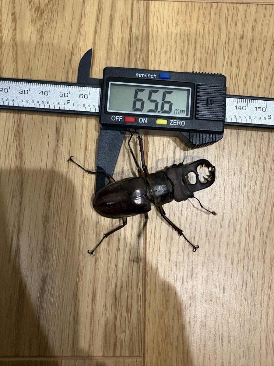 puyopuyo0824's tweet photo. とんでもなくでかいミヤマがいたから持ち帰ってみたら65.6mm！！
70いってるかと思った笑
でも自己記録です！
大事に育てて標本にします！ https://t.co/eOgzjI5GCG