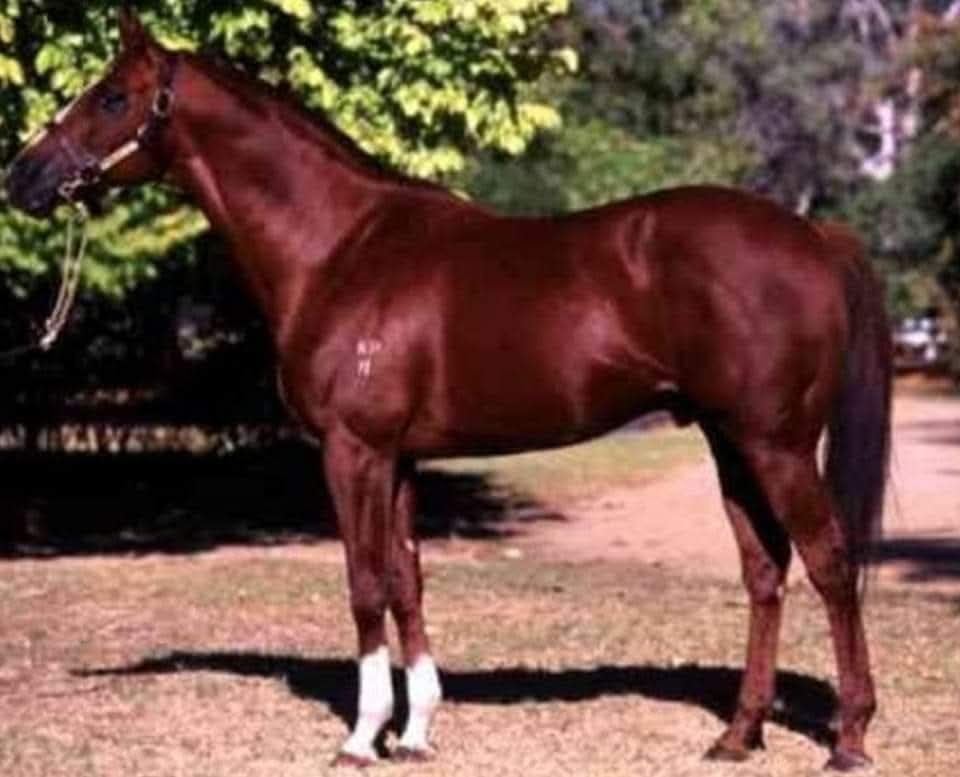 HORSERACING1002's tweet photo. KINGSTON RULE 🇺🇸 1986
(SECRETARIAT - ROSE OF KINGSTON  BY CLAUDE)
#KingstonRule
B/ Kingston Park stud (Ky) Mar 18, 1986
O/ David H. Hains 
T/ Bart Cummings
18-4-4-2-----1,549,125 
Moonee Va$y Cup G2, Melbourne Cup G1 (NTR 3,16,30)
2nd The Dagelty S G2, Coongy H G3, Carlyon Cup G2
3rd Blamey S G2, St George S G2
Stood at Ealin Park , Sire 4 sw, Mangonvi,Miss Badoura, Sheer Kingston, Goodred, Innocent Affair, Kesington Palace, Kinglap, Kingston Bird.
Died Dec 7,2011