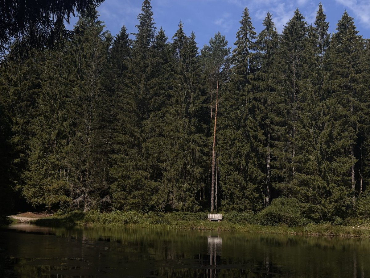 iceypuffsVT's tweet photo. The Black Forest is beautiful 🥰

I’ll be back to streaming at the end of this month in time for my DEBUT on 14th September!! For now, I’m enjoying my time offline teaching ❤️ https://t.co/Rc6InE88G0
