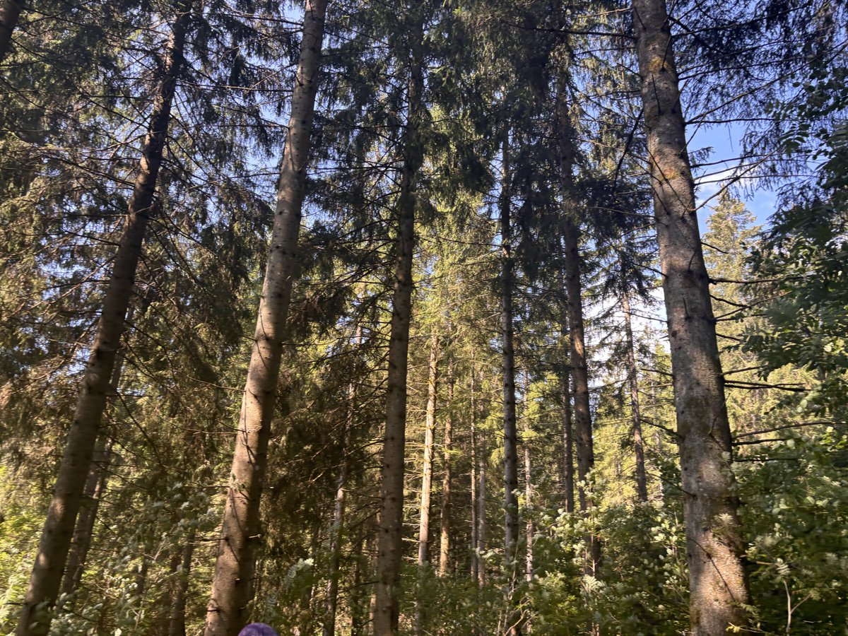 iceypuffsVT's tweet photo. The Black Forest is beautiful 🥰

I’ll be back to streaming at the end of this month in time for my DEBUT on 14th September!! For now, I’m enjoying my time offline teaching ❤️ https://t.co/Rc6InE88G0