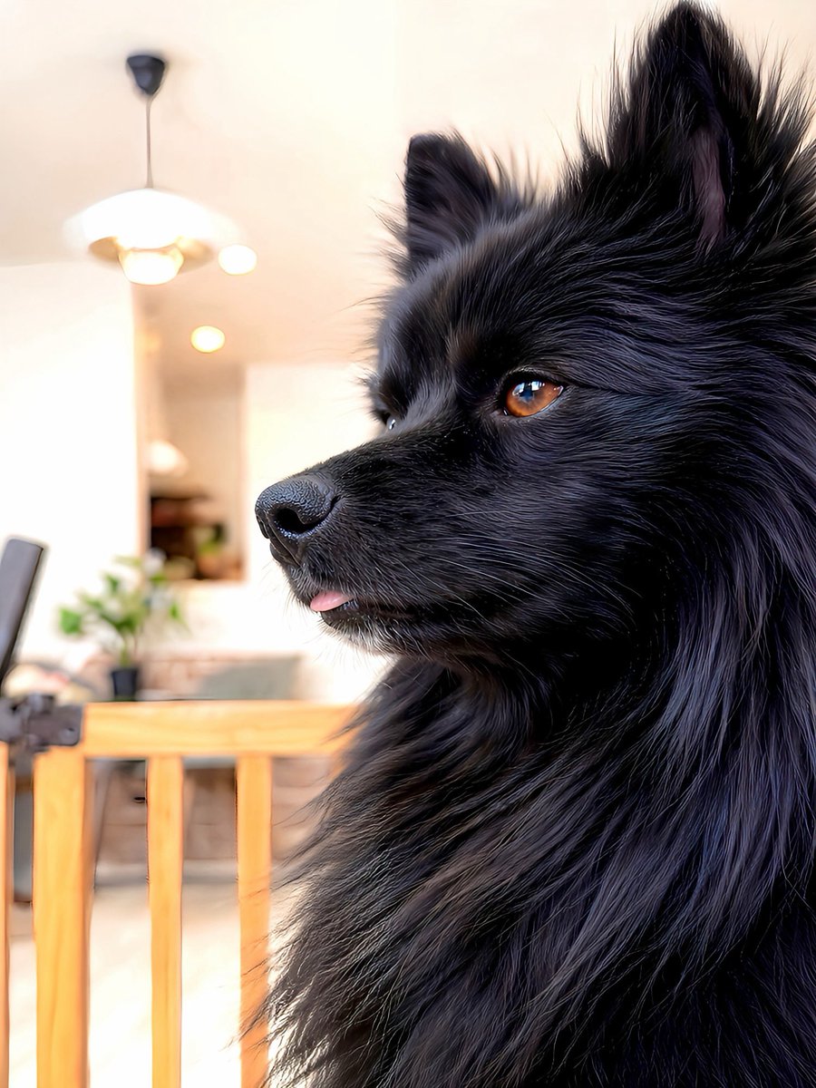 noah_blackfox's tweet photo. このアカウントをフォローするとイケメンの犬が毎日流れてくることになります。 https://t.co/xXiMAo7l2Q