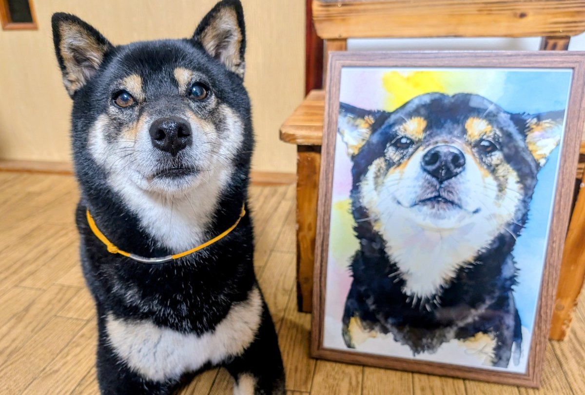 anzu_anzu0803's tweet photo. 8月3日あんず6歳のお誕生日🥳
これからも元気でいてね✨️

#柴犬　#しばいぬ　#黒柴 https://t.co/aYlIUBVT6N