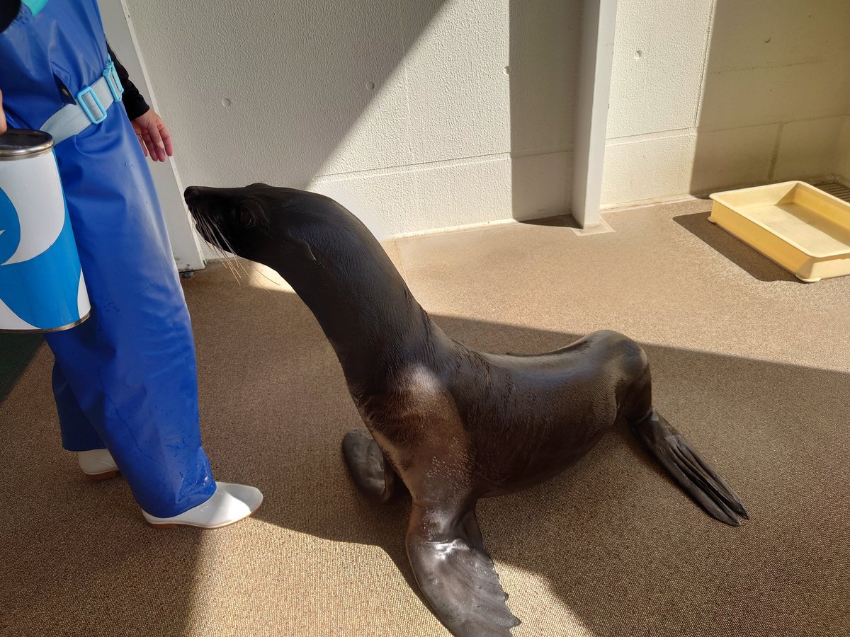 nepon954's tweet photo. 本日結婚記念日だが夏休みにてキッも添加し江の島水族館へ
イルカやクラゲもいいがアザラシ君可愛な...
なんか見覚えあると思ったら耳格納した弊社所属のゴマ芝だわ https://t.co/vpp8xgG7Oa