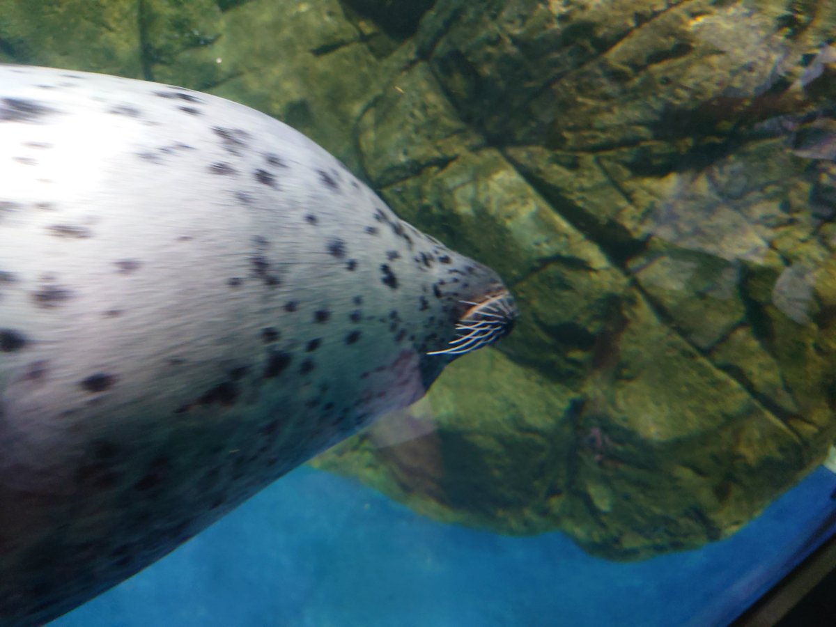 nepon954's tweet photo. 本日結婚記念日だが夏休みにてキッも添加し江の島水族館へ
イルカやクラゲもいいがアザラシ君可愛な...
なんか見覚えあると思ったら耳格納した弊社所属のゴマ芝だわ https://t.co/vpp8xgG7Oa